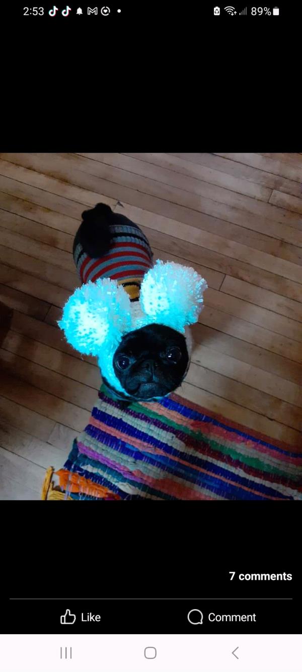 /images/uploads/pug nation rescue of los angeles/pugnation2024/entries/30785thumb.jpg
